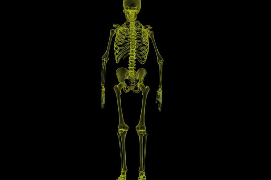 human skeleton, anatomy, bones